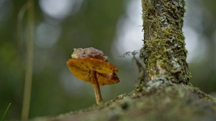 Photo prise au ras du sol d'un champignon sur lequel se trouve une grenouille (en arrière plan à droite, on aperçoit un tronc d'arbre)